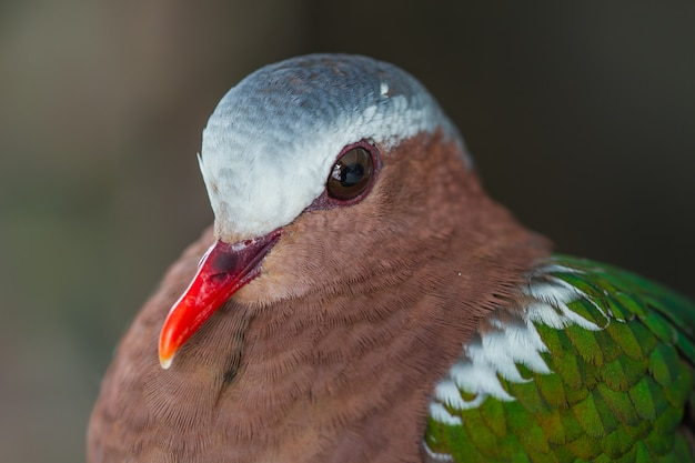 Foto pomba esmeralda ou pombo verde