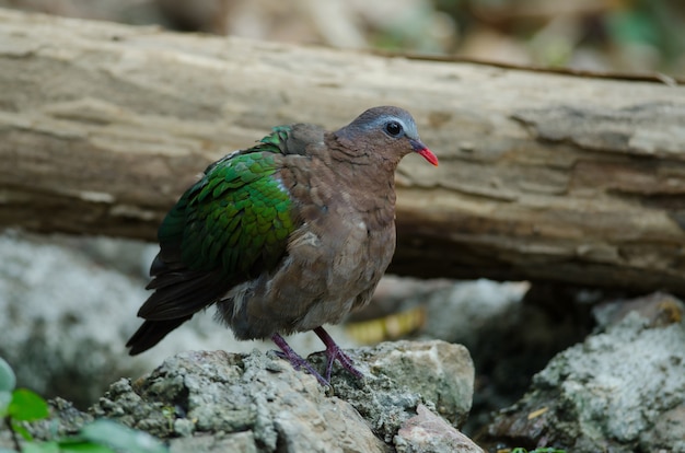 Foto pomba esmeralda ou pombo verde