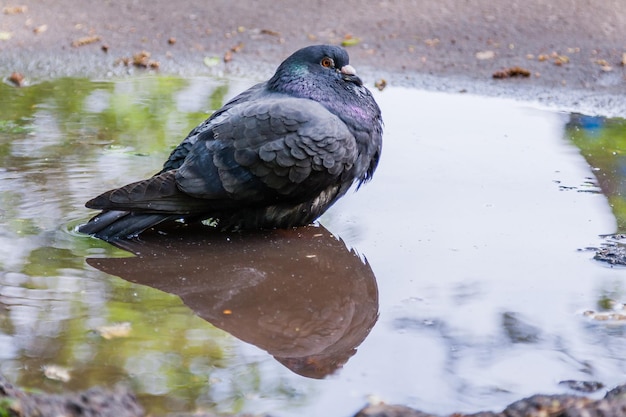 Pomba nadando em uma poça