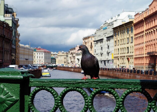 Pomba sentada em cima do muro da ponte sobre o canal de São Petersburgo