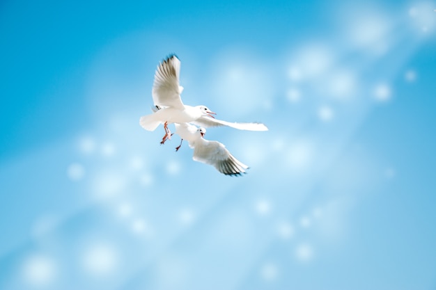 Pomba voa no ar com asas largas sobre o céu azul