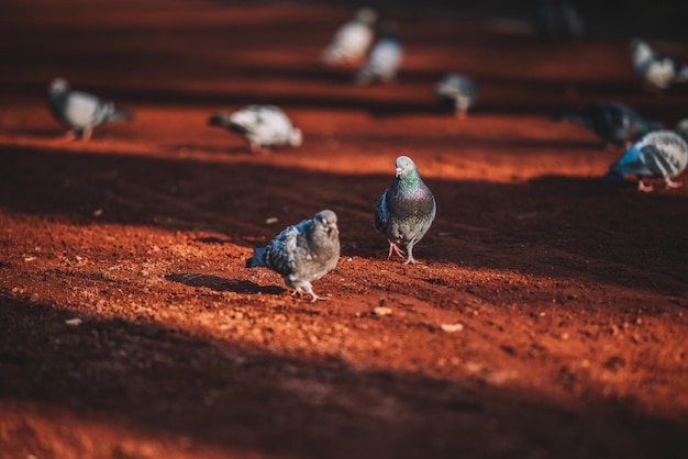 pombas no parque