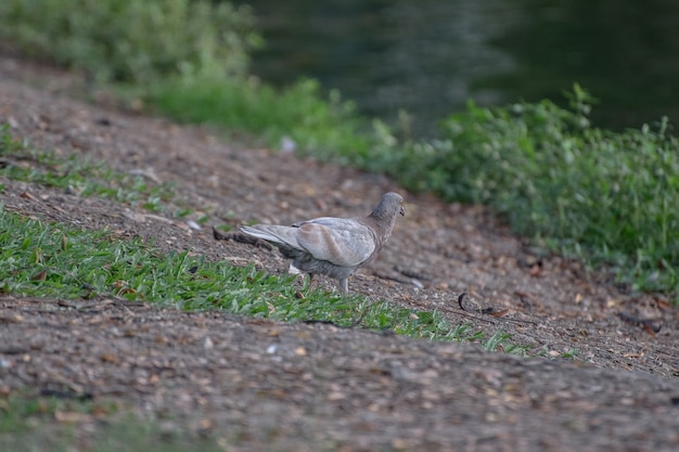 Pombo a pé ao jardim