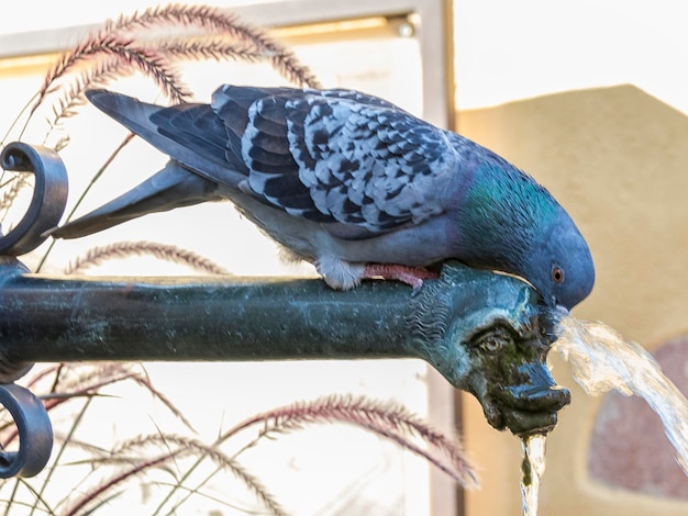 Pombo bebendo diretamente do bico de uma fonte antiga