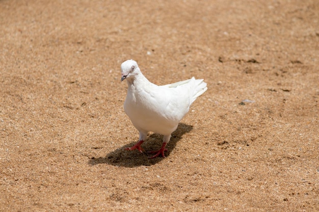 Pombo branco bicando e avançando no chão de areia marrom