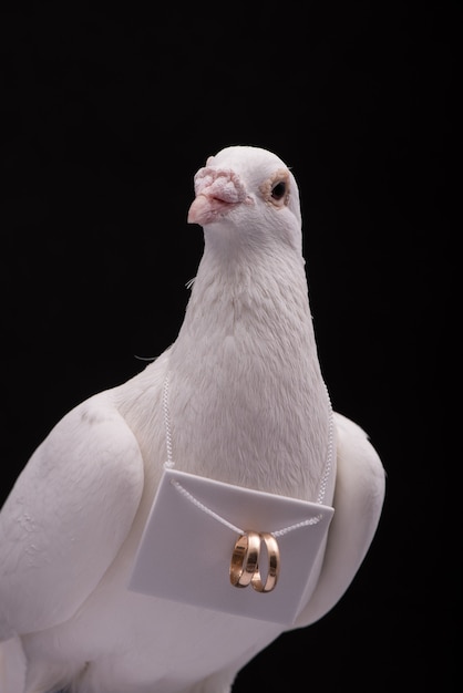 Foto pombo branco com anéis de casamento no pescoço isolado na parede preta.