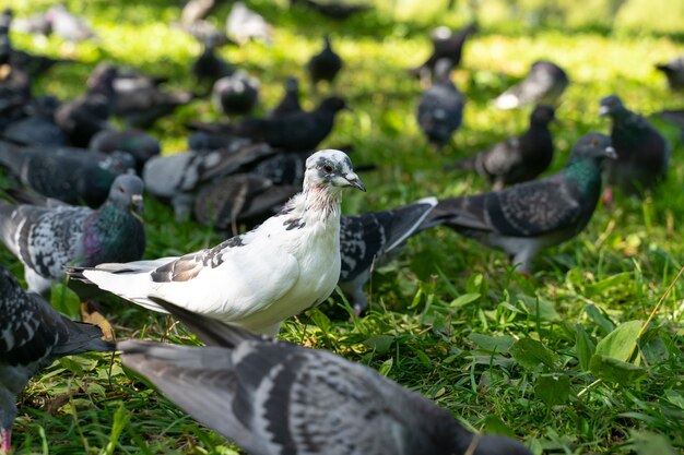 Pombo branco entre os cinzentos no parque na grama