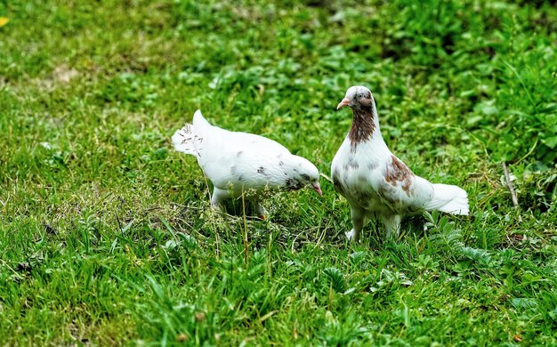 Foto pombo branco no campo