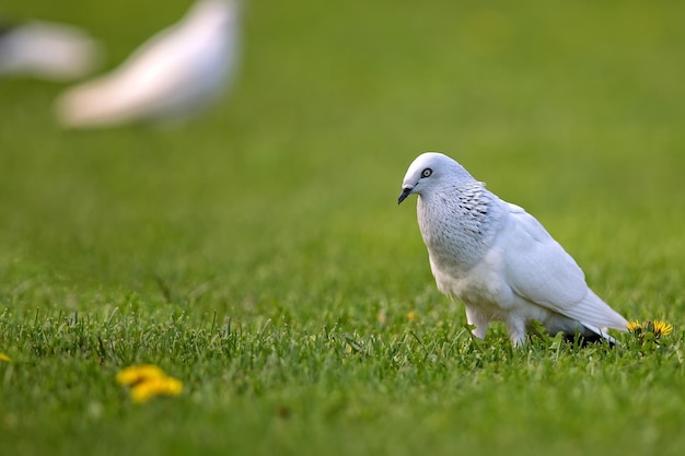 Pombo branco numa clareira