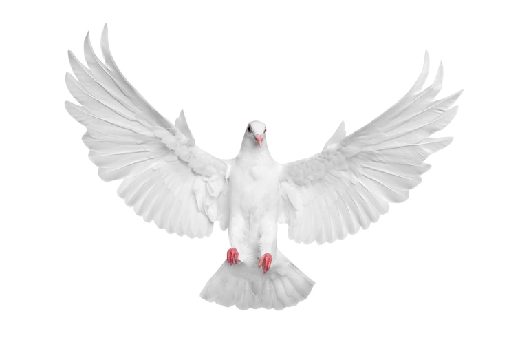 Foto pombo branco voando isolado sobre fundo branco