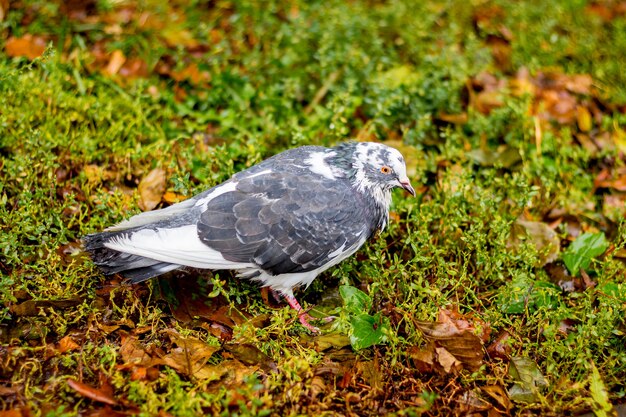 Pombo cinza na grama molhada durante a chuva