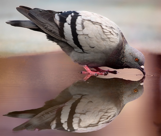 Foto pombo cinzento bebendo água de uma poça