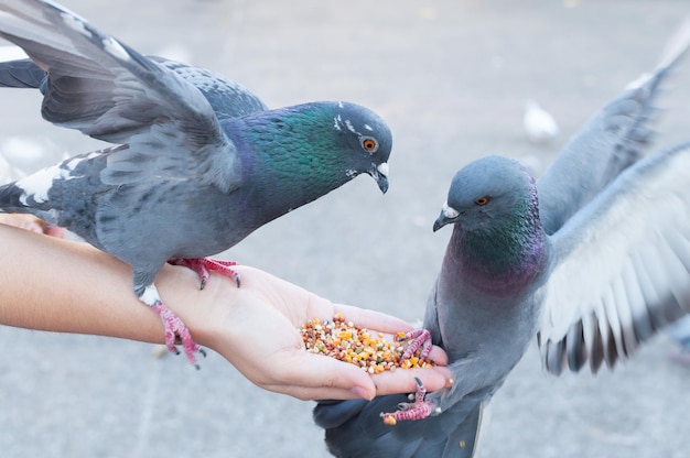 Pombo comendo da mão da mulher no parque alimentando pombos no parque durante o dia