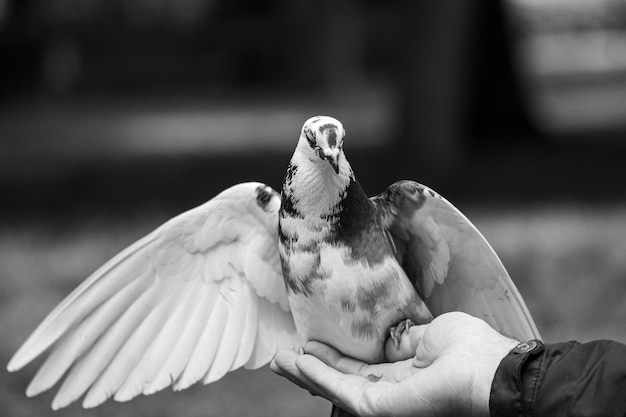Foto pombo comendo nozes da mão