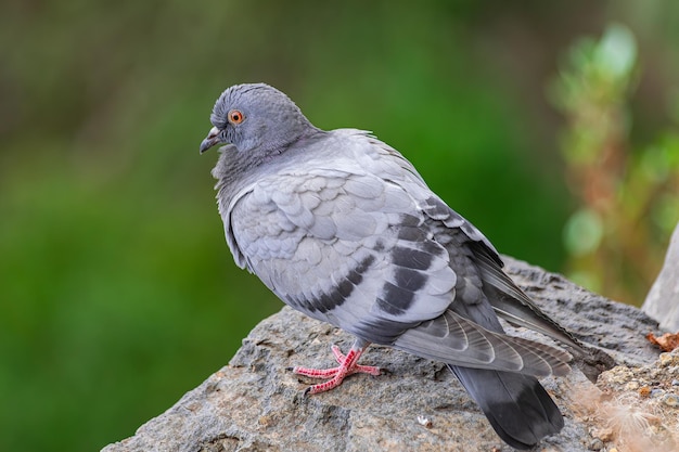 Foto pombo comum columba livia canariensis em uma rocha com fundo de vegetação verde