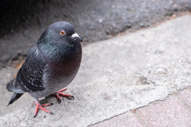 Pombo comum sentado no espaço da cópia do pavimento