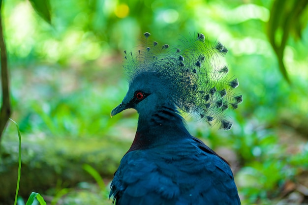 Pombo coroado incomum em um parque verde. beleza da natureza. Observação de pássaros