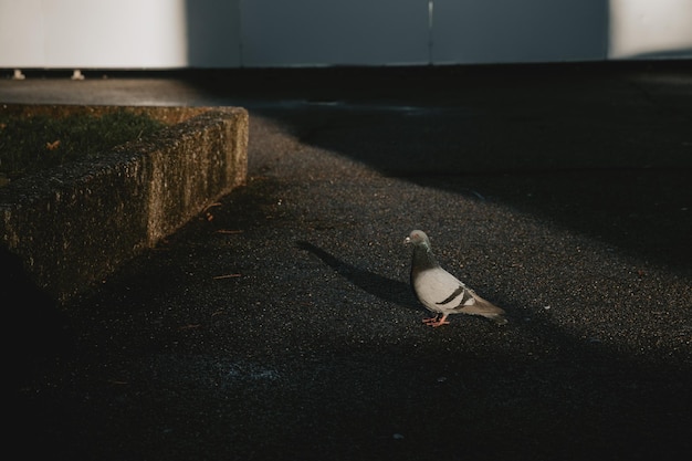 Pombo curioso sozinho em pé no triângulo de luz