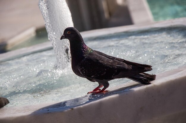 Pombo da cidade ao lado da fonte