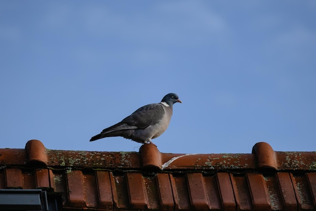 Pombo da cidade num telhado