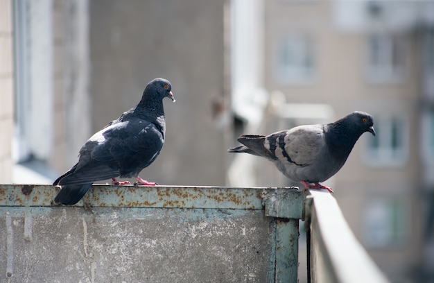 Pombo da cidade sentado em uma cerca na rua