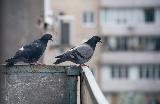 Pombo da cidade sentado em uma cerca na rua