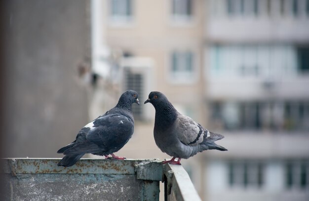 Pombo da cidade sentado em uma cerca na rua