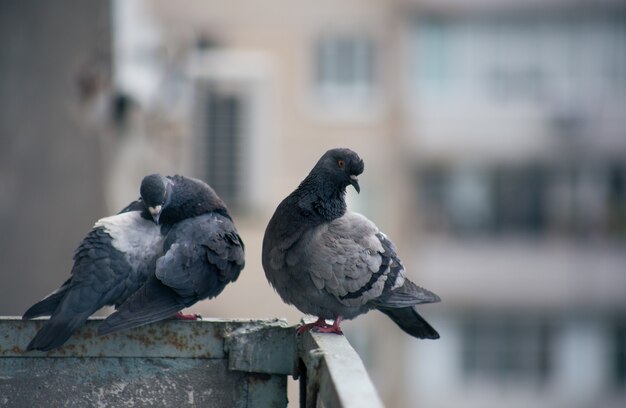 Pombo da cidade sentado em uma cerca na rua