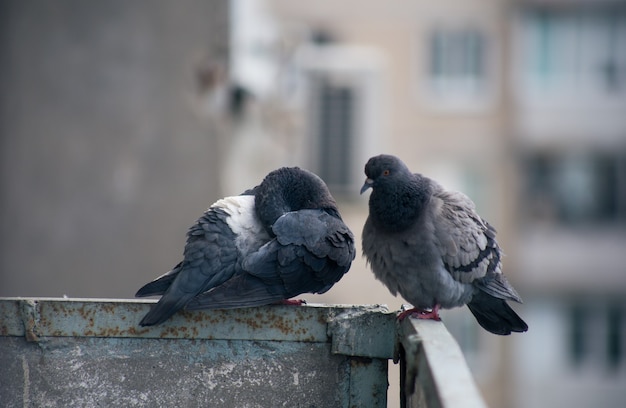 Pombo da cidade sentado em uma cerca na rua