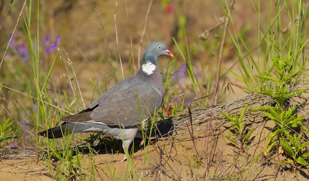 Pombo de madeira comum Columba palumbus Um pássaro caminha pela grama à procura de comida