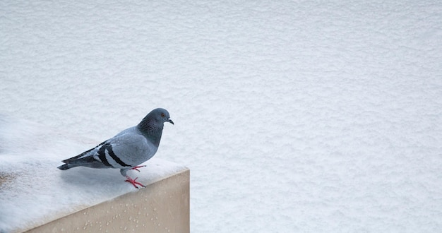 pombo em pé no chão de neve em tempo frio, foco seletivo