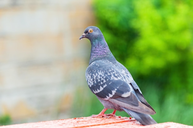 Pombo em pé Pomba ou pombo em fundo desfocado Foto do conceito de pombo