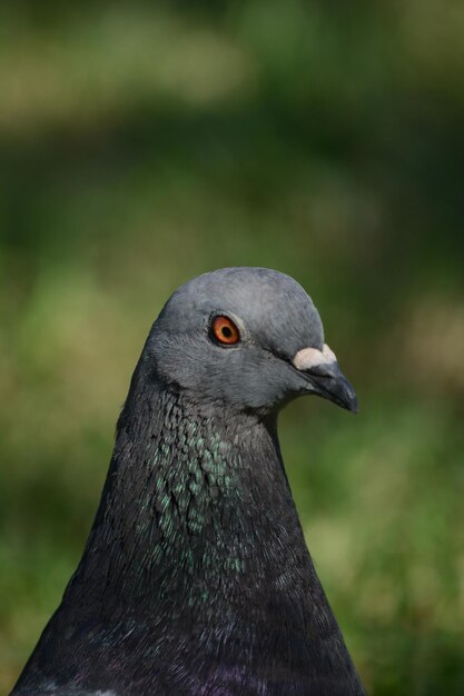 Foto pombo em perfil com olhos vermelhos em close-up