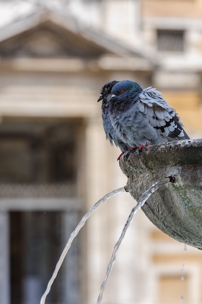 Pombo em uma fonte de água