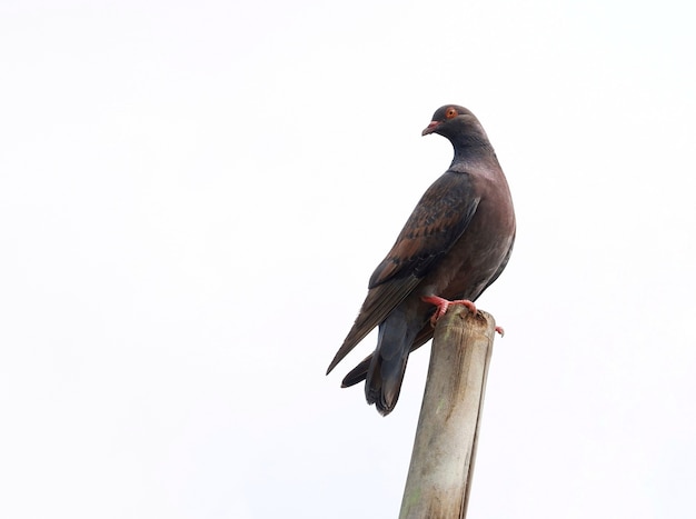 Pombo empoleirado em madeira isolado no fundo branco