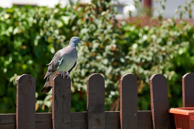 Pombo empoleirado em uma bela cerca marrom de uma casa rural colocada de lado