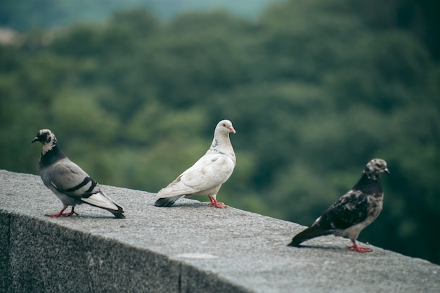 Pombo faminto na rua da cidade