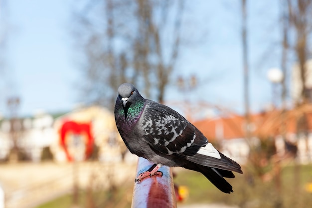 Foto pombo faminto