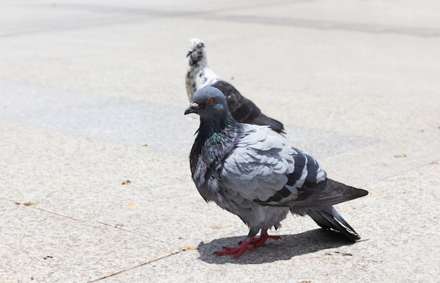 Pombo fechar no parque