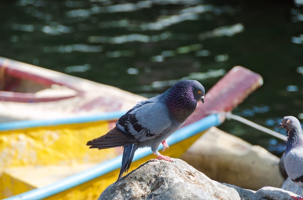 Pombo fica em uma pedra à beira do lago