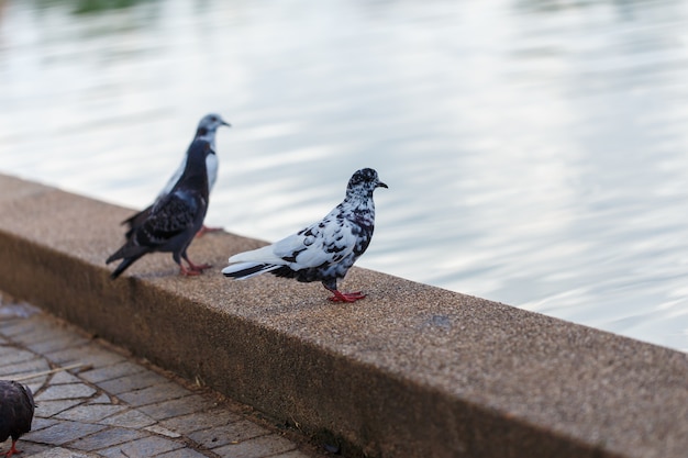 pombo fica na beira da lagoa