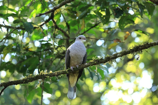 Pombo imperial cinza