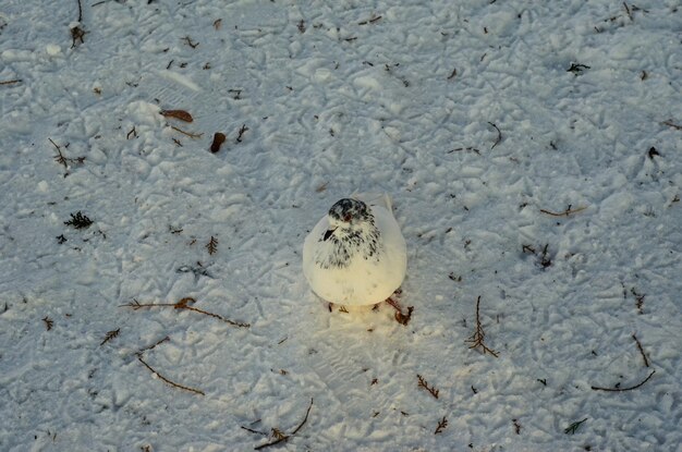 Pombo na neve em um parque