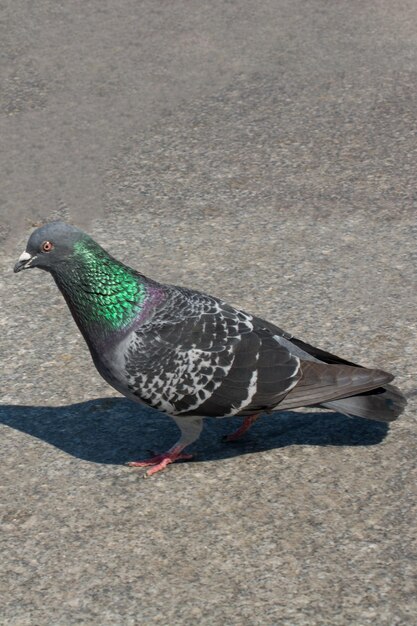 Pombo na rua