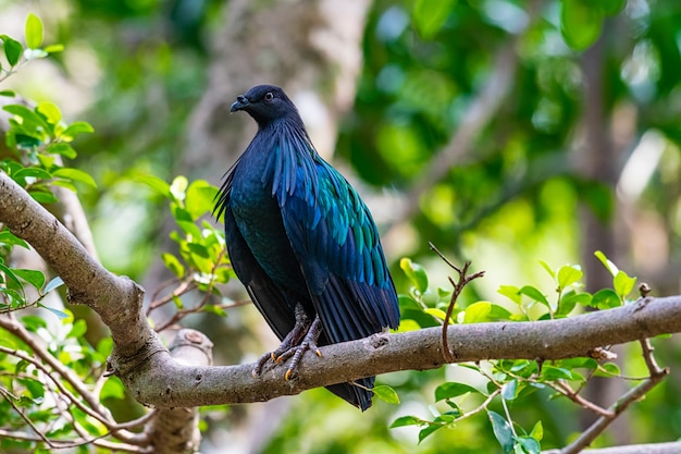 Pombo nicobar em uma árvore ramo