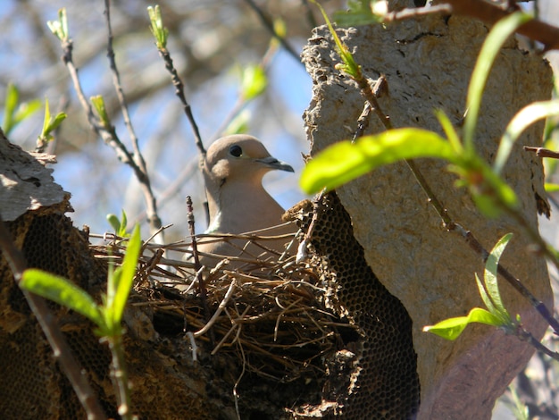 pombo no ninho