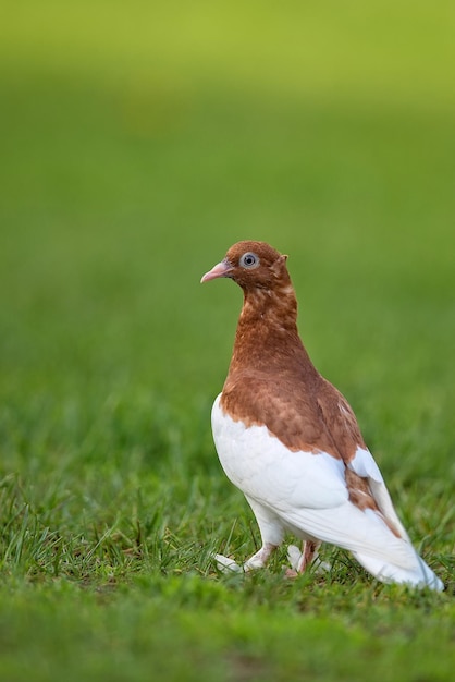 Pombo numa clareira na natureza