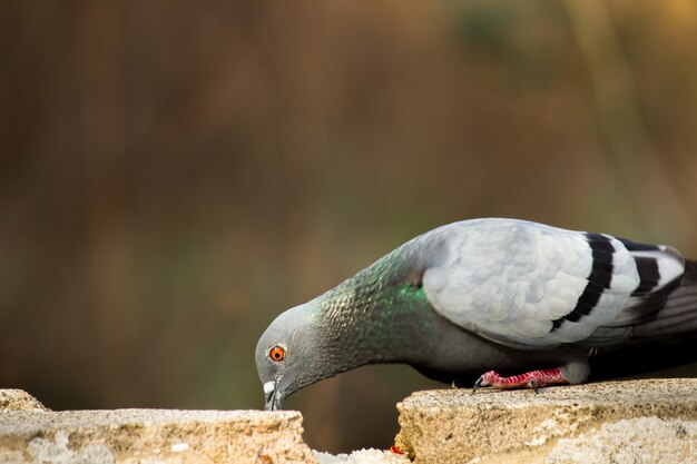 Pombo OU Rock Dove A pomba da rocha porco da rocha