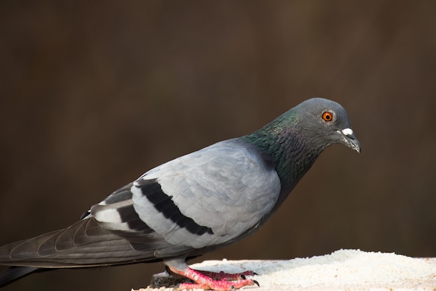 Pombo OU Rock Dove A pomba da rocha porco da rocha