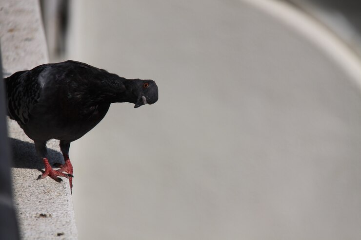 Pombo parado na parede